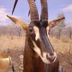 Taxidermy at Safari Club International Convention