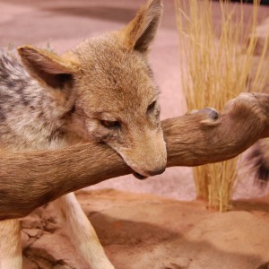 Taxidermy at Safari Club International Convention