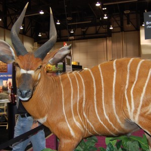 Taxidermy at Safari Club International Convention