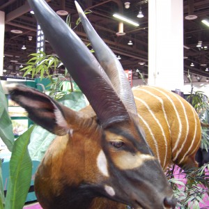 Taxidermy at Safari Club International Convention