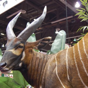 Taxidermy at Safari Club International Convention