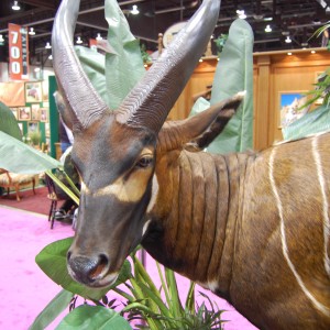 Taxidermy at Safari Club International Convention