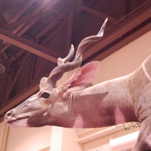 Taxidermy at Safari Club International Convention