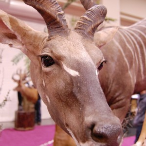 Taxidermy at Safari Club International Convention