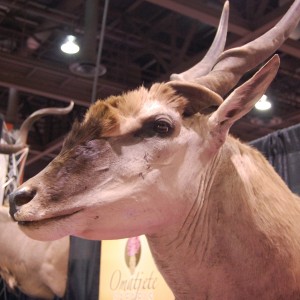 Taxidermy at Safari Club International Convention