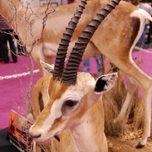 Taxidermy at Safari Club International Convention