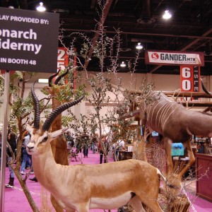 Taxidermy at Safari Club International Convention