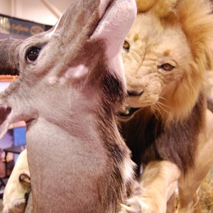 Taxidermy at Safari Club International Convention