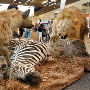 Taxidermy at Safari Club International Convention