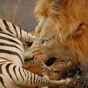 Taxidermy at Safari Club International Convention