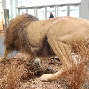 Taxidermy at Safari Club International Convention