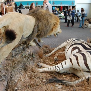 Taxidermy at Safari Club International Convention