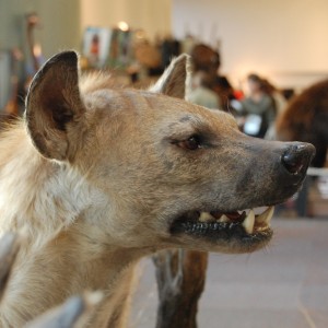 Taxidermy at Safari Club International Convention