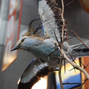 Taxidermy at Safari Club International Convention