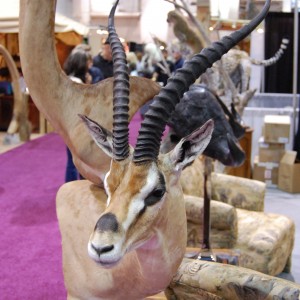 Taxidermy at Safari Club International Convention