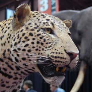 Taxidermy at Safari Club International Convention