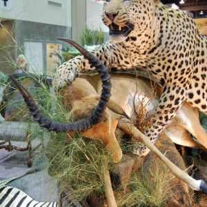 Taxidermy at Safari Club International Convention