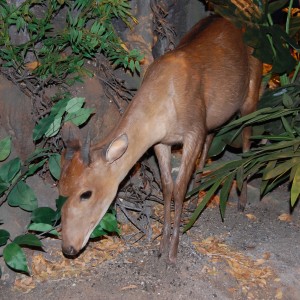 Taxidermy at Safari Club International Convention