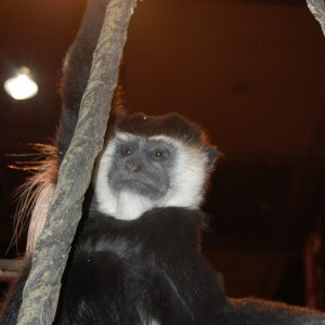 Taxidermy at Safari Club International Convention