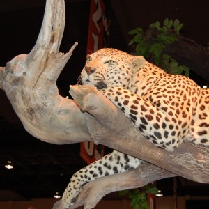 Taxidermy at Safari Club International Convention