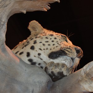 Taxidermy at Safari Club International Convention