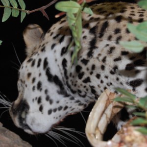 Taxidermy at Safari Club International Convention