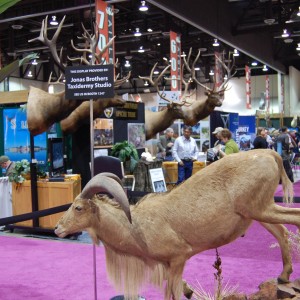 Taxidermy at Safari Club International Convention