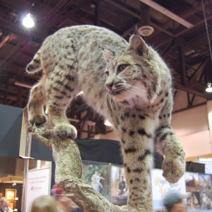 Taxidermy at Safari Club International Convention