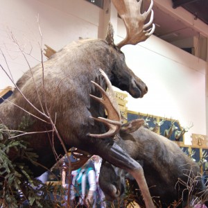 Taxidermy at Safari Club International Convention