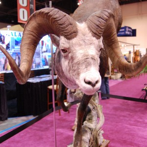 Taxidermy at Safari Club International Convention