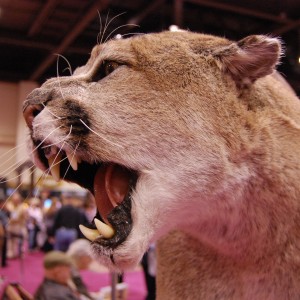 Taxidermy at Safari Club International Convention