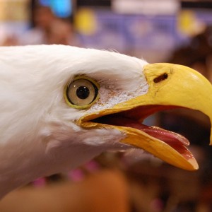 Taxidermy at Safari Club International Convention