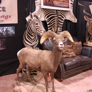 Taxidermy at Safari Club International Convention