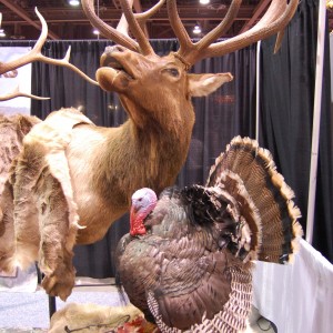 Taxidermy at Safari Club International Convention