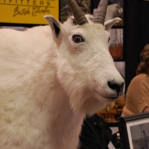 Taxidermy at Safari Club International Convention