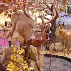 Taxidermy at Safari Club International Convention