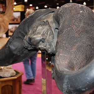 Cape Buffalo Skull