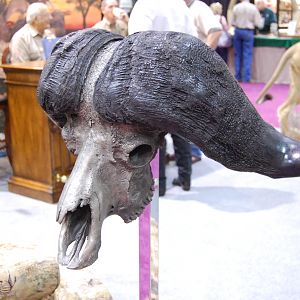 Cape Buffalo Skull