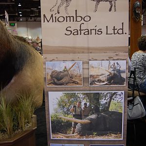 Miombo Safaris