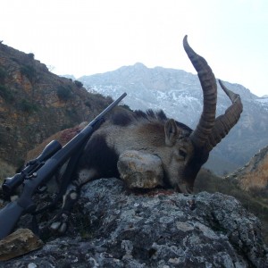 Hunting Spanish Ibex