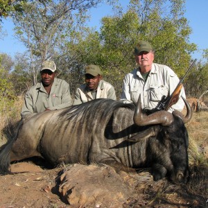 Hunting Blue Wildebeest