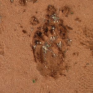 Chacma Baboon Track