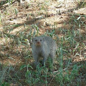 Banded Mongoose Namibia