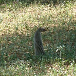 Banded Mongoose Namibia