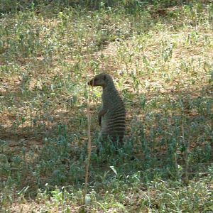 Banded Mongoose Namibia