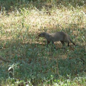 Banded Mongoose Namibia