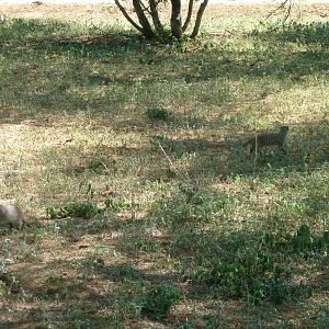 Banded Mongoose Namibia