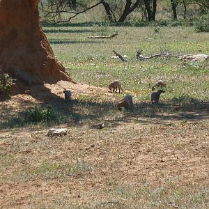 Banded Mongoose Namibia