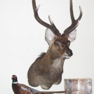 Rusa Deer Taxidermy Mount