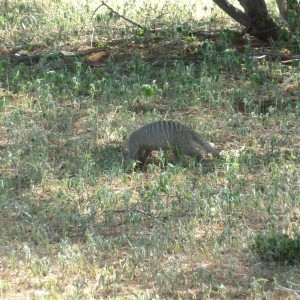 Banded Mongoose Namibia